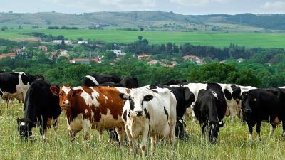 Φάρμα Κουκάκη - Πρότυπη αγελαδοτροφική μονάδα 